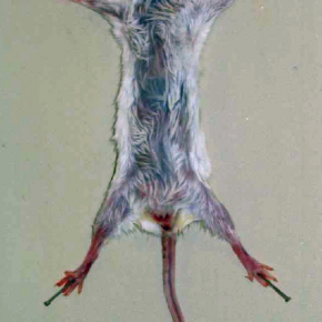 Souris mâle