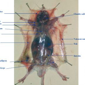 Fixation de la souris femelle