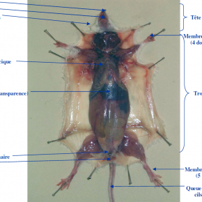 Fixation de la peau de la souris 1