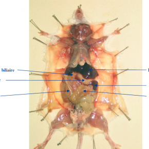 Fixation du tissus conjonctif de la souris 1