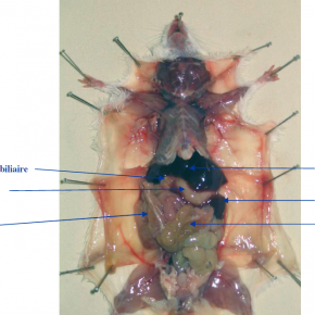 Fixation du tissus conjonctif de la souris 2