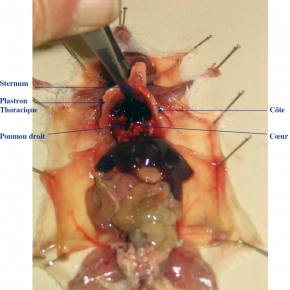 Dissection de la cage thoracique de la souris