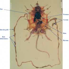 Dissection du système digestif de la souris