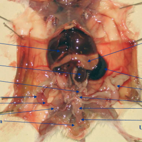 Dissection des organes génitaux de la souris mâle 1