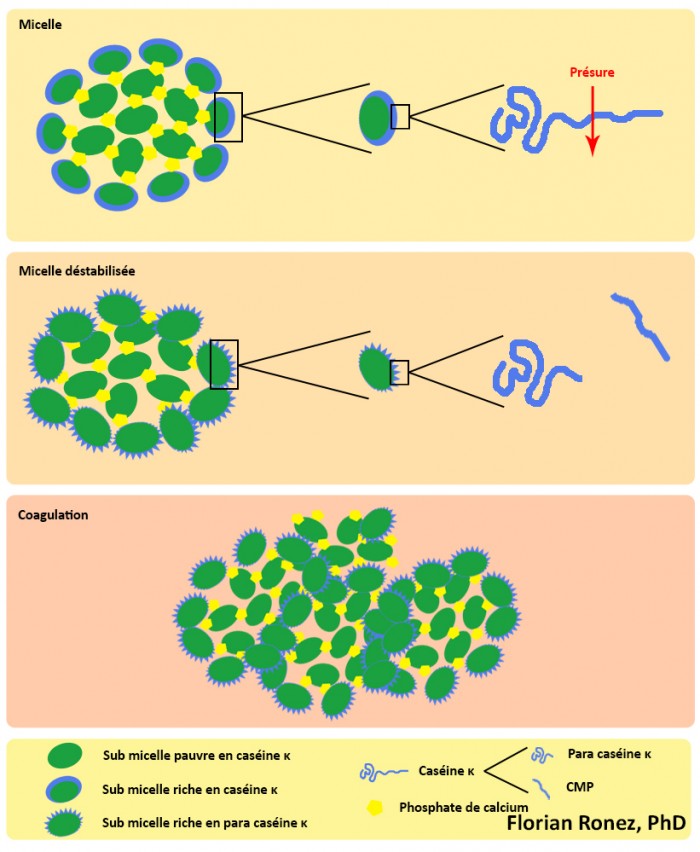 Agrégation des caséines du lait - Le blog YouLab