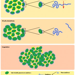Agrégation des caséines du lait