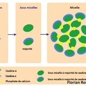 Organisation des micelles de caseine