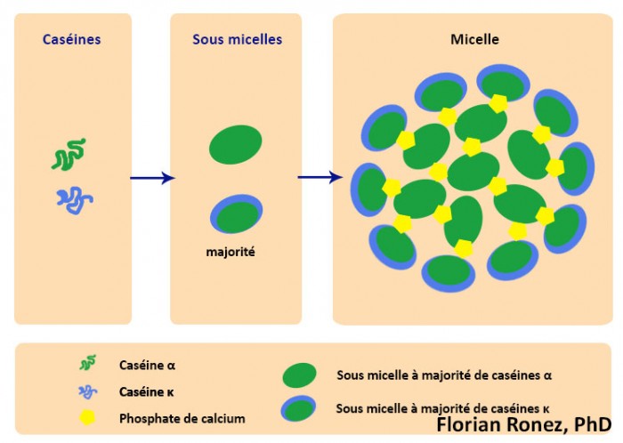 Organisation des micelles de caseine